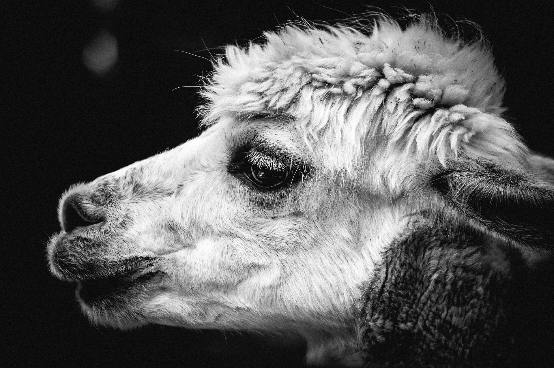 alpaca-1672647_1920