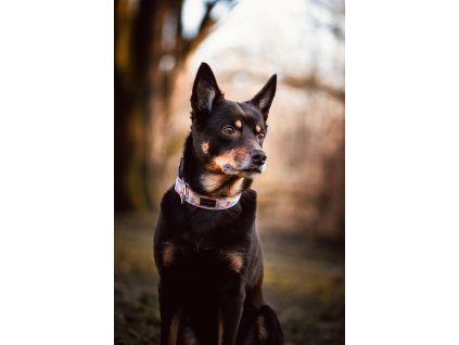 605128019 1351679080307643 7322418147917985203 n