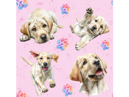 Labrador zlaty 1 lala