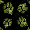 tlapka zelena