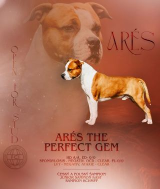 AST 🩷 #forbreeders #graphicdesign #graphicforbreeders #staford #prochovatele