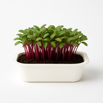 cervena repa bila uvodka