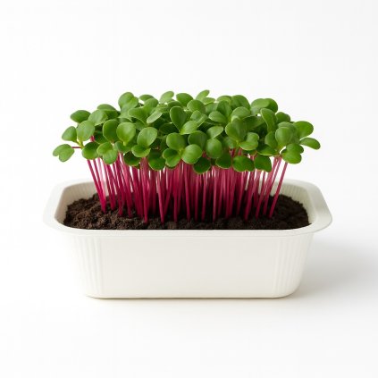 redkvicka bila uvodka