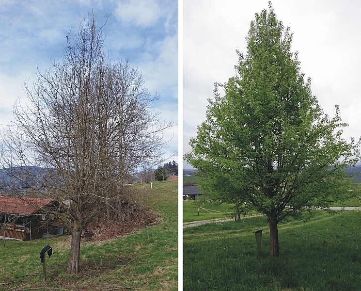 A proč vysazujeme právě Hrušeň trnitou.....?