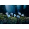 elvish cobalt silver dice set3