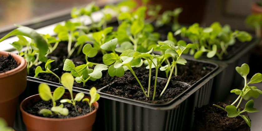 Pěstování bylinek doma – je to snadné!