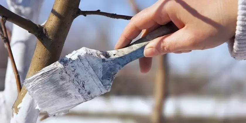 Péče o zahradu v zimě: Nezbytné práce a příprava na jaro