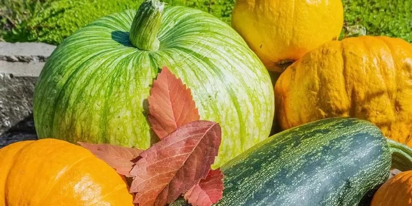 Podzimní péče o zahradu: Úklid, výsadba a ochrana rostlin