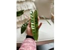 Philodendron Billietiae