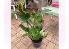 Philodendron Squamiferum