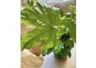 Fatsia Japonica