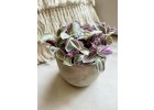 Tradescantia Sweetness