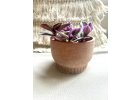 Tradescantia Nanouk