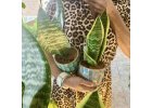 Sansevieria Trifasciata
