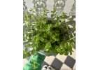 Callisia Repens