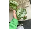 Philodendron Mamei