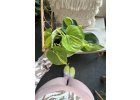 Philodendron Brasil
