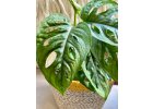 Monstera Monkey Mask