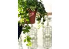 Cissus Striata