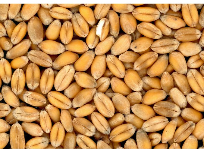 pexels pixabay 41959