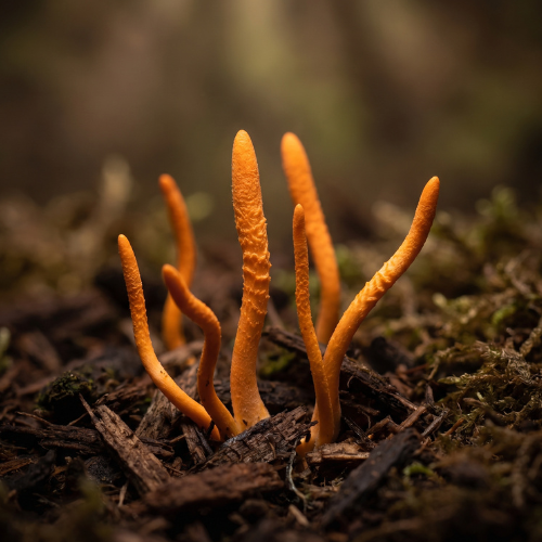 Cordyceps: huba, ktorá rastie z hmyzu. A prečo nám to prestalo prekážať.