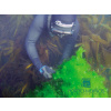 Mořské řasy Porto Muiños Sea Lettuce Mořský salát sběr