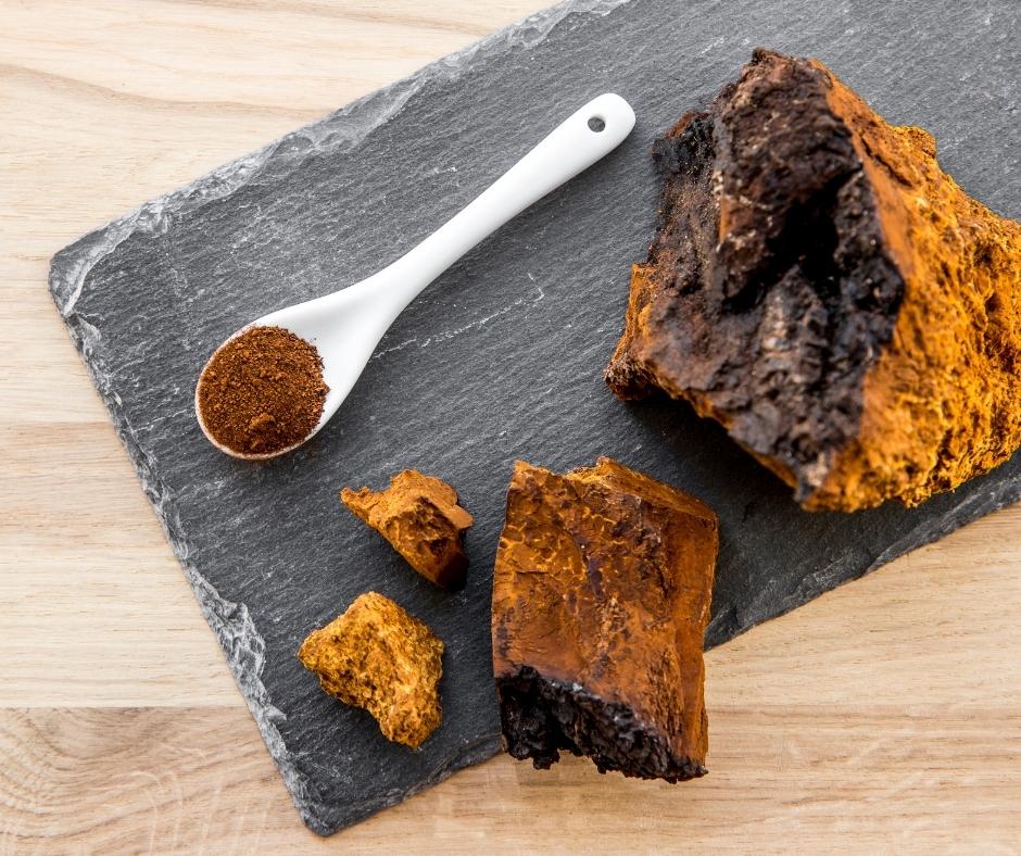 Čaga, houba ze severu: Její účinky a využití jako významný doplněk stravy