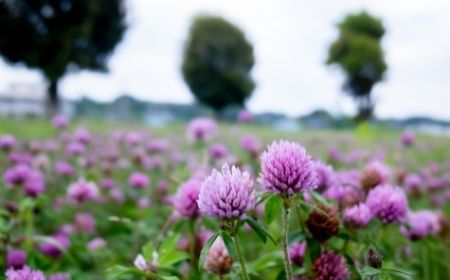 Červený jetel uleví při menstruaci i menopauze. Ženy, vyzkoušejte ho!