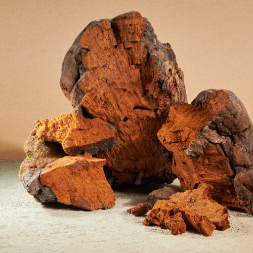 Chaga: královna mezi medicinálními houbami a její účinky