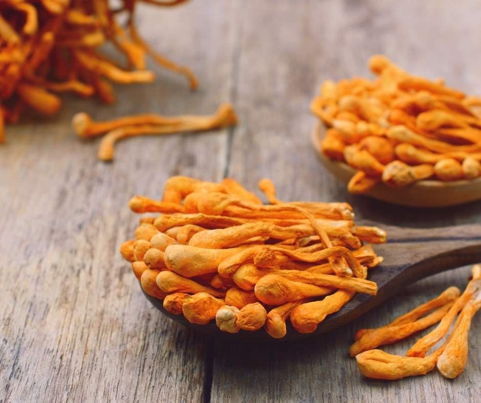 Vysoce kvalitní extrakty z léčivých hub a rostlin