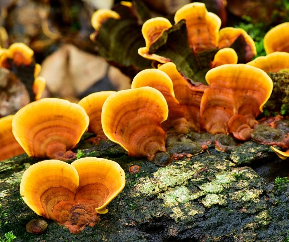 Reishi - Houba, která prospívá tělu i duši