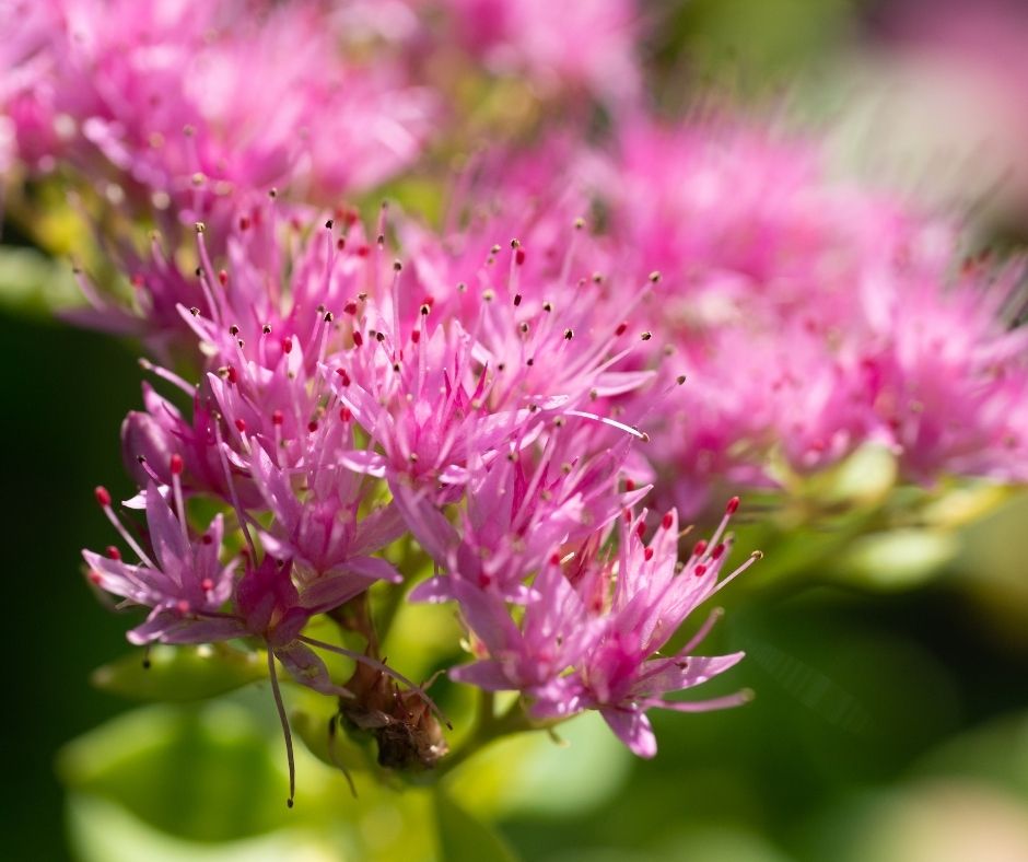 Rozchodnice růžová: Rostlina podporující nervový systém, paměť a celkovou odolnost organismu