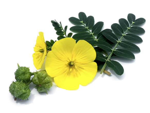 Tribulus: Přirozený posilovač energie a vitality