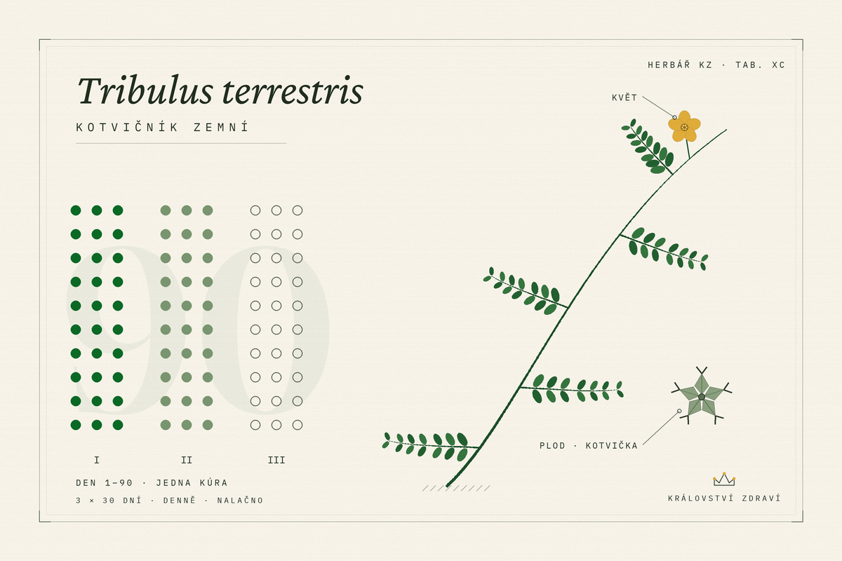 Tribulus (kotvičník zemní): dávkování, délka kúry a co čekat po 90 dnech