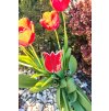 Zápich tulipán