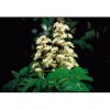 agrimony 20ml(2)