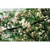agrimony 20ml(2)