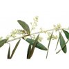 agrimony 20ml(3)