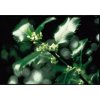 agrimony 20ml(2)