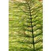 Equisetum arvense, field horsetail or common horsetail