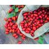 Foraging Rose Hips & Wild Rose Identification, Harvesting, & Uses