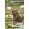 Capibara