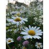 Kopretina Leucanthemum