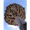 Dragon's Blood tree