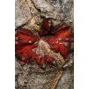 Is the Dragon Blood Tree dangerous Separating fact from fiction