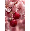 glossy cherries close up juicy t
