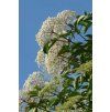 Common Elderberry