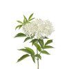 elderflower