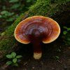 Reishi, The Queen The Grounded Path