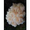 Hericium coralloides